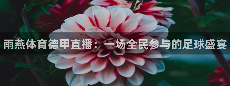 西瓜看球在线直播：雨燕体育德甲直播：一场全民参与的足球盛宴