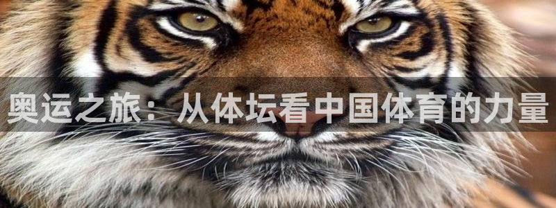 西瓜看球下载安装苹果版：奥运之旅：从体坛看中国体育的力量